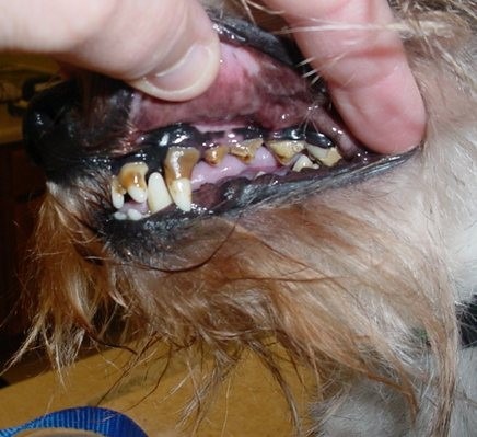 Attenti ai denti