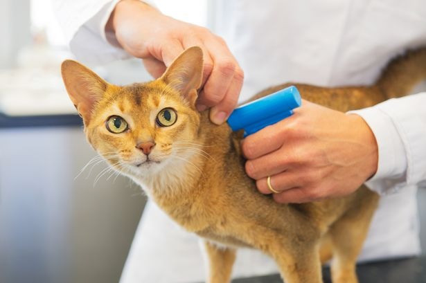Microchip: obbligo anche per i gatti